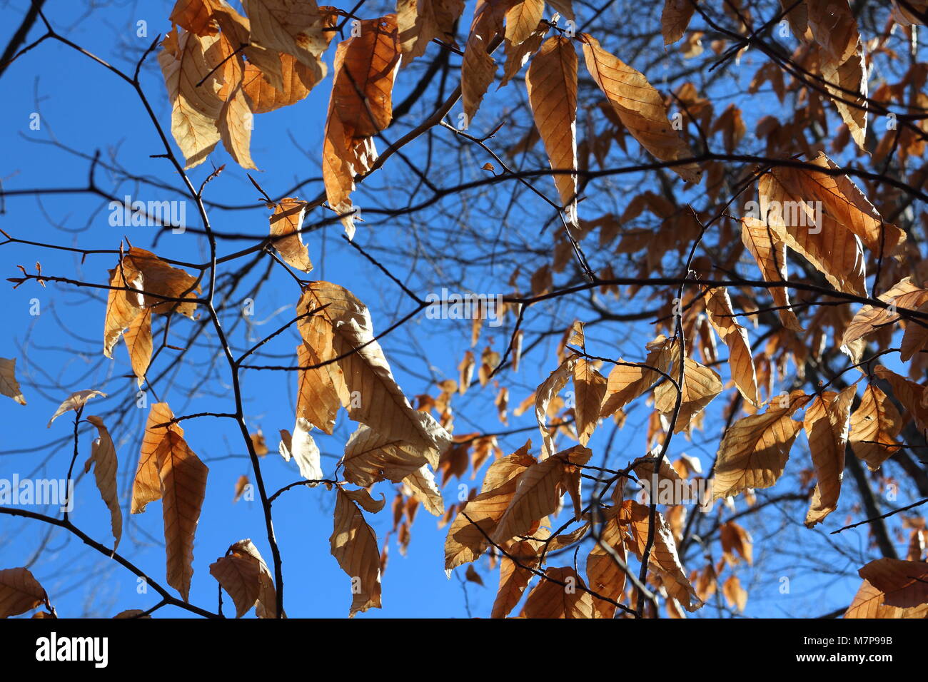 Trees, leaves against sky background Stock Photo - Alamy