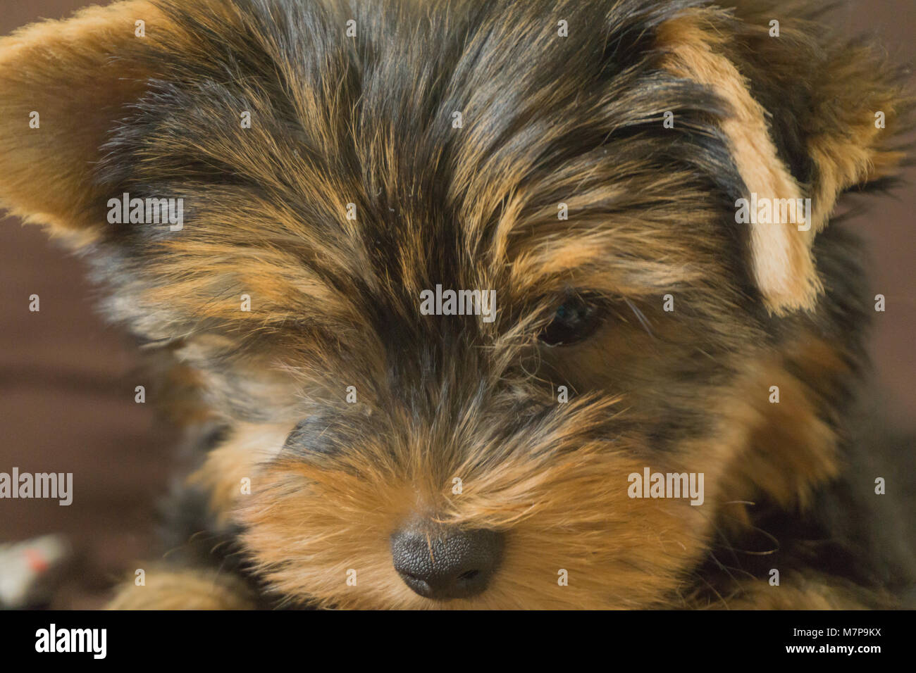 muzzle for yorkshire terrier