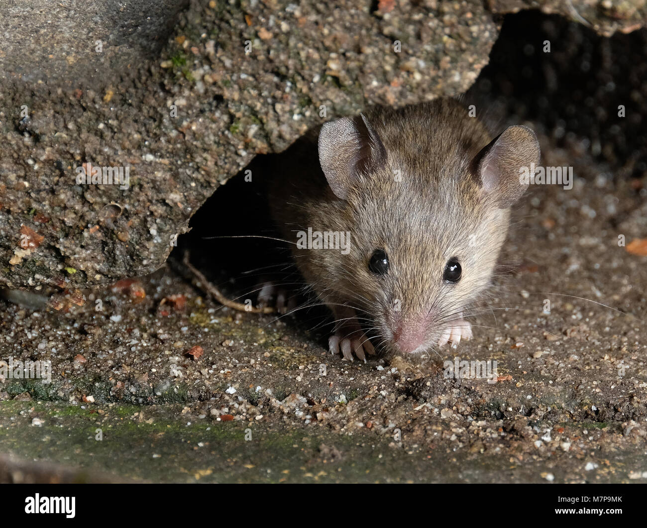 Mice feeding in urban house garden. Stock Photo