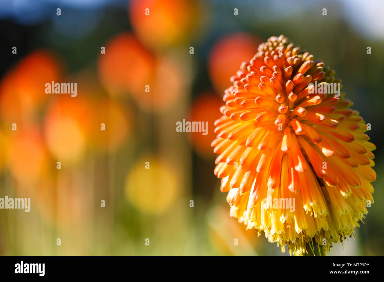 Orange flowers with thick stem and round long petals hires stock