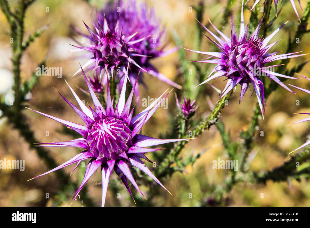 violett flowers with thorns Stock Photo