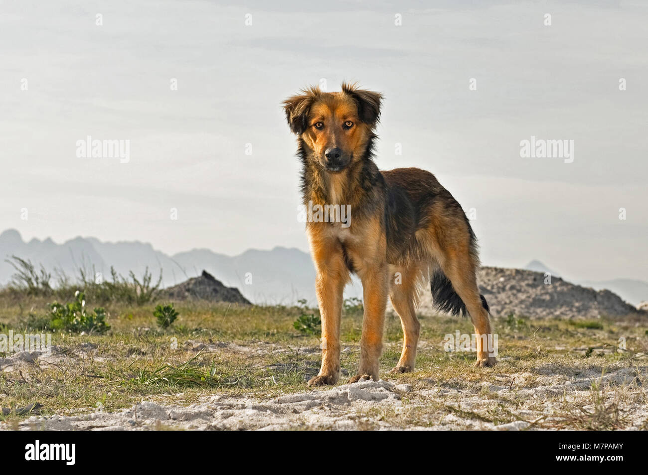 stray mutt
