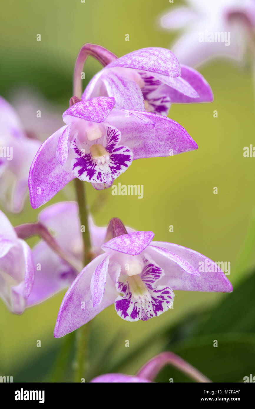 Australian Pink Rock Orchid, Dendrobium kingianum (syn Thelychiton kingianus) in cultivation. Stock Photo