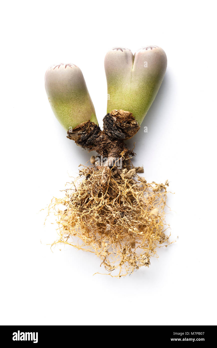 Stone plant, Lithops dorotheae, showing roots and bases of paired succulent leaves.  In cultivation, origin South Africa. Stock Photo
