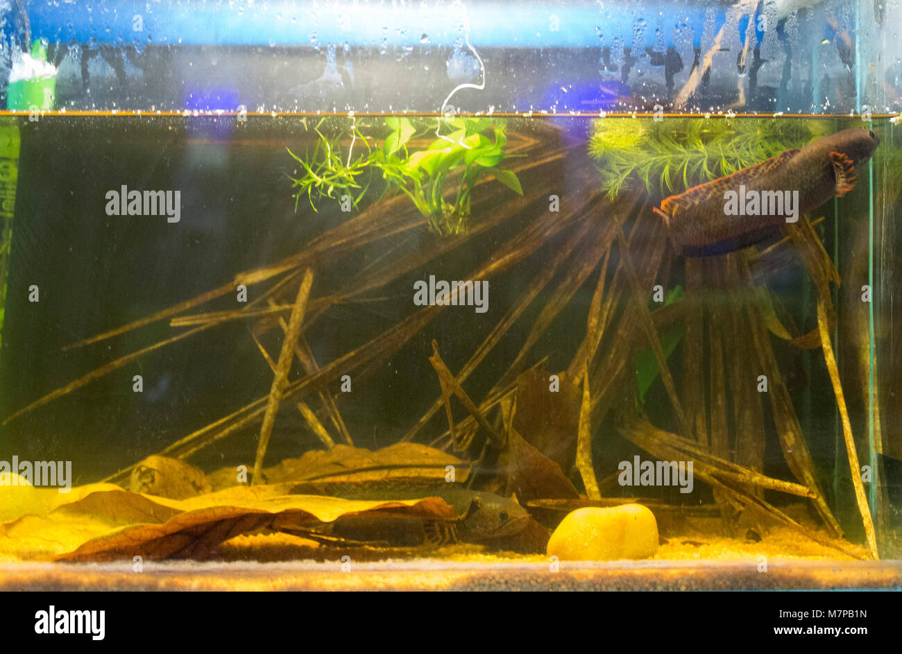 Beautiful swamp planted freshwater aquarium with fishes Stock Photo