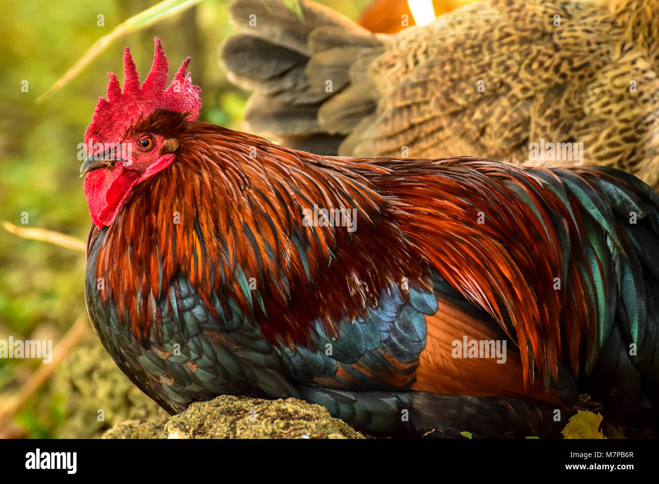 Close up of a cockerel with colourful feathers Stock Photo