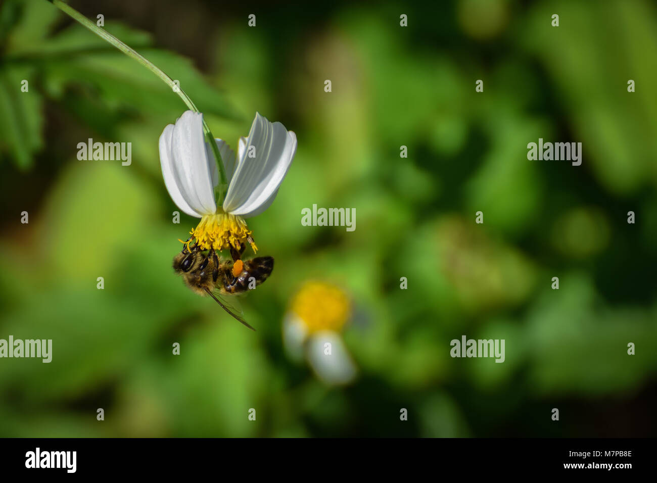 A honeybee visits a white flower Stock Photo