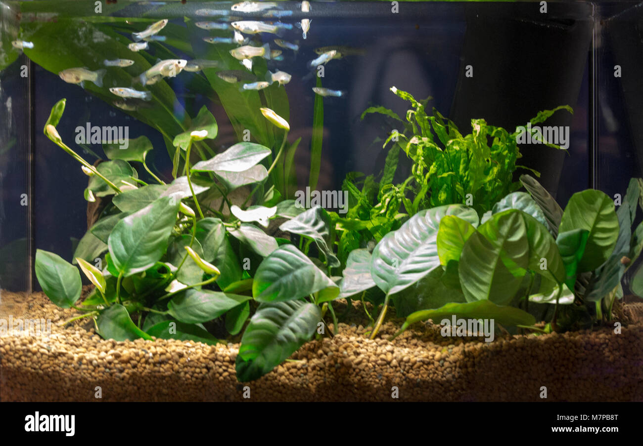 Beautiful tropical planted freshwater aquarium with fishes Stock Photo