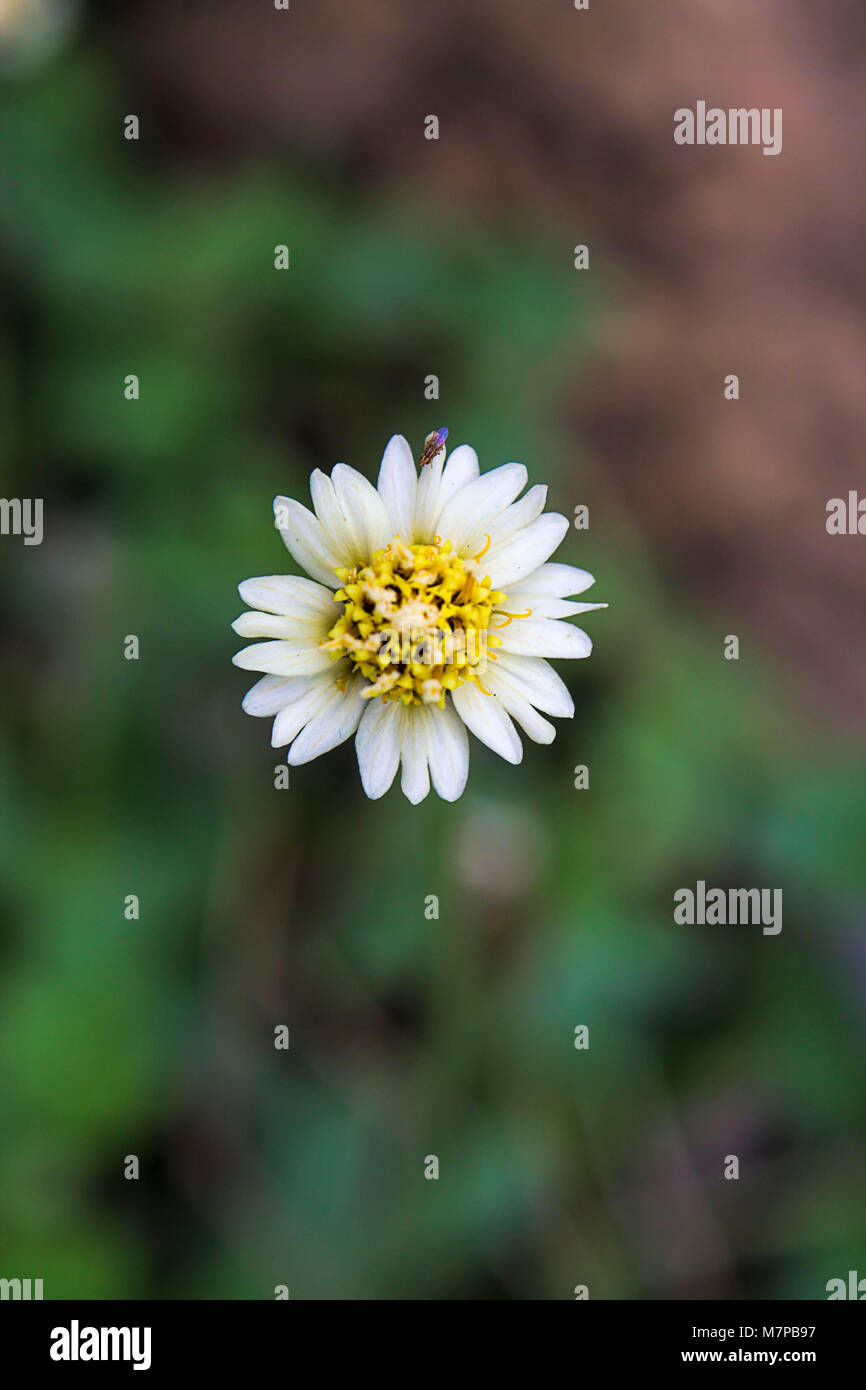 Coat buttons or Tridax Daisy Flower, A Daisy Family Flowering Plant Stock Photo