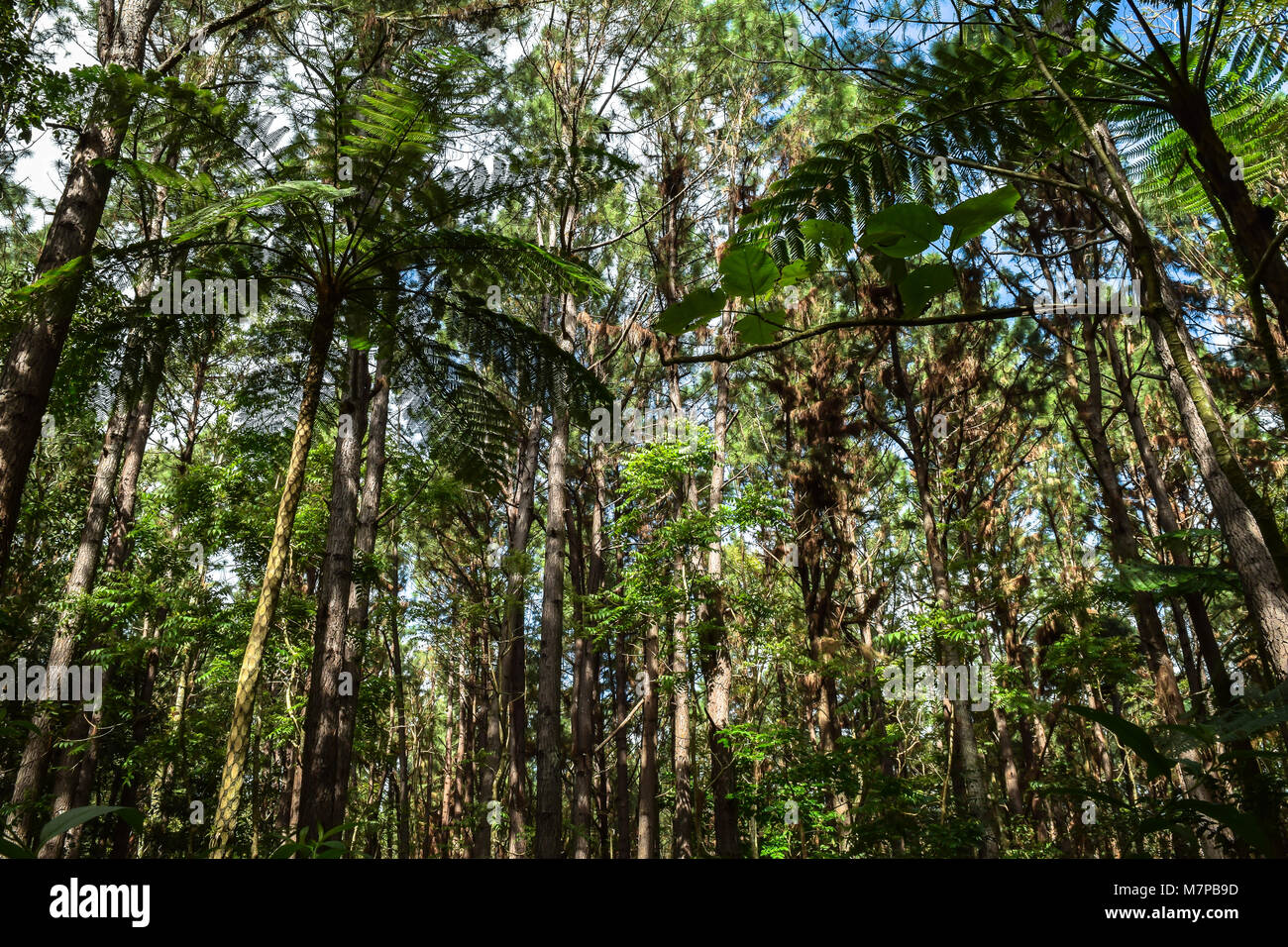 Tropical forest on 'Eua, Tonga Stock Photo