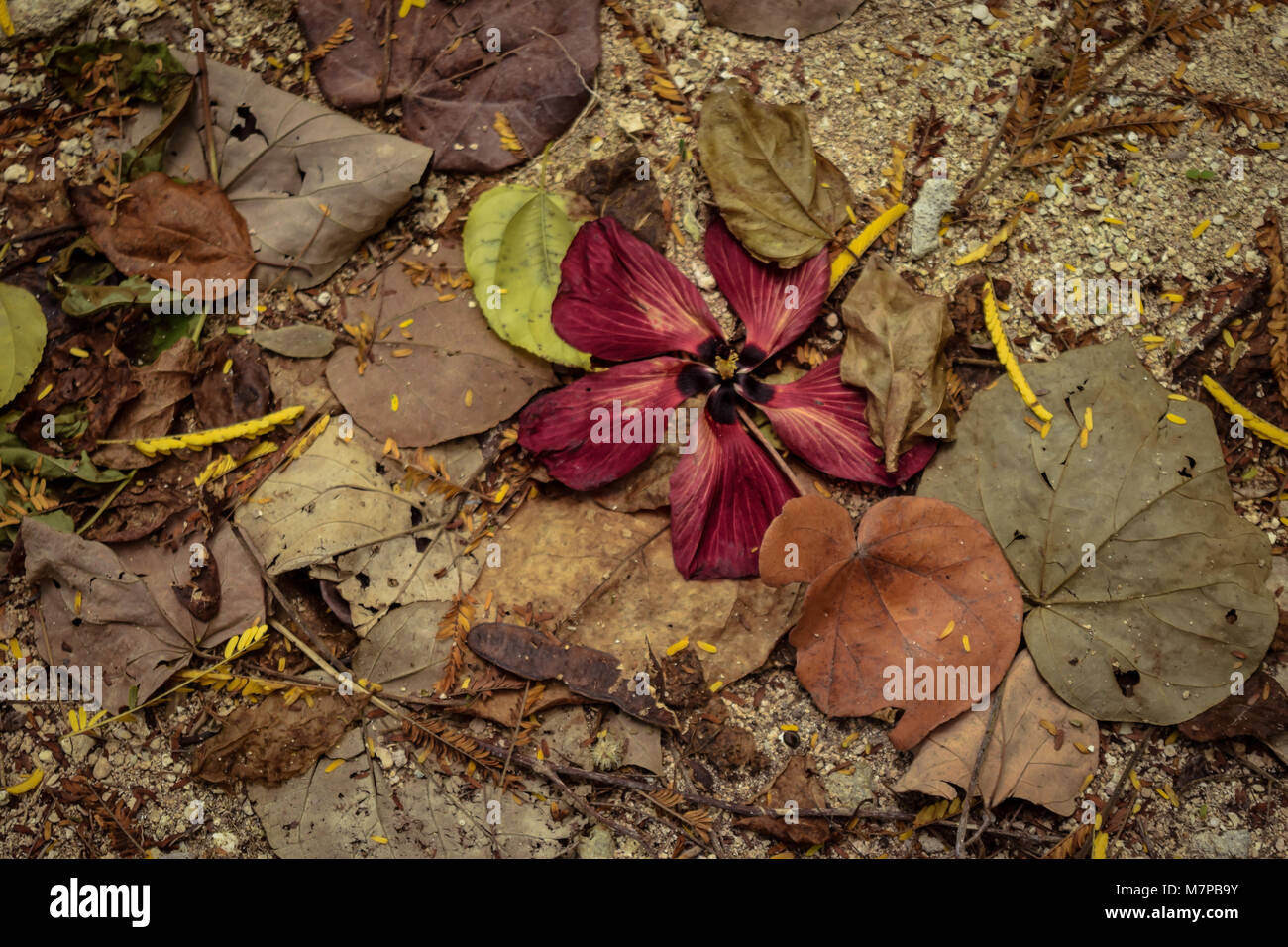 An old hibiscus flower fallen on the floor among the leaf litter by the beach Stock Photo