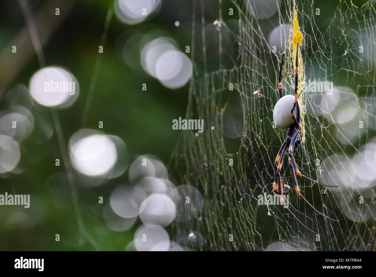 Golden silk orb weaver spider waiting on a web with bokeh background Stock Photo