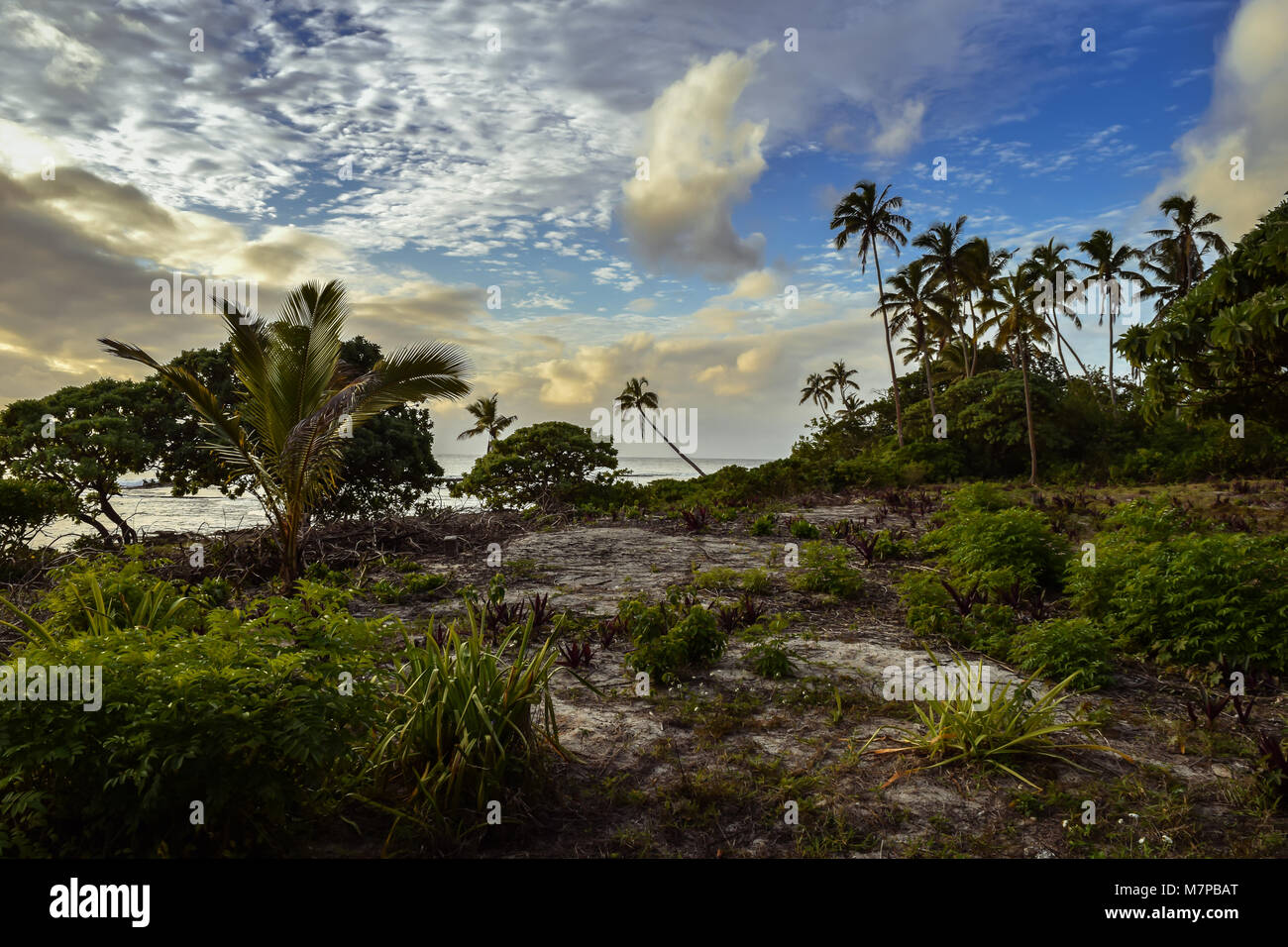 Tonga landscape showing palm trees on 'Eua beneath a cloudy sky Stock Photo