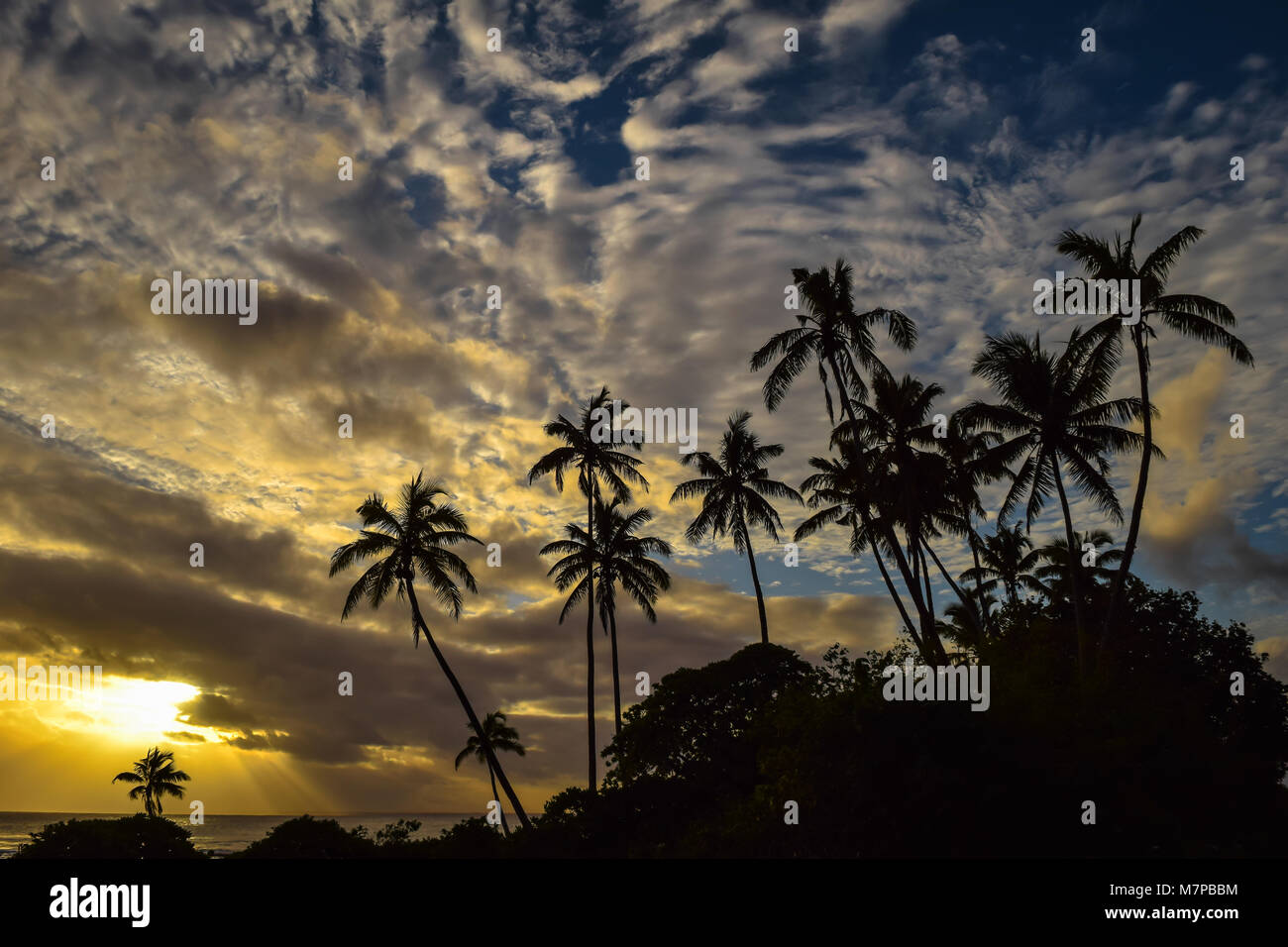 Palm tree silhouettes against a cloudy sunset sky, 'Eua, Tonga Stock Photo