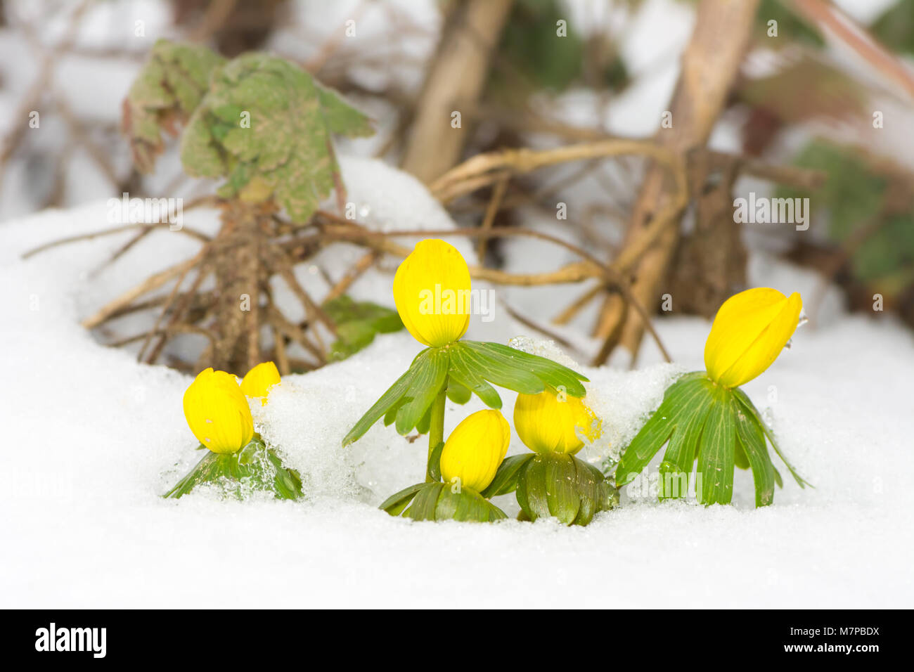 Winterling winter aconite hi-res stock photography and images - Alamy