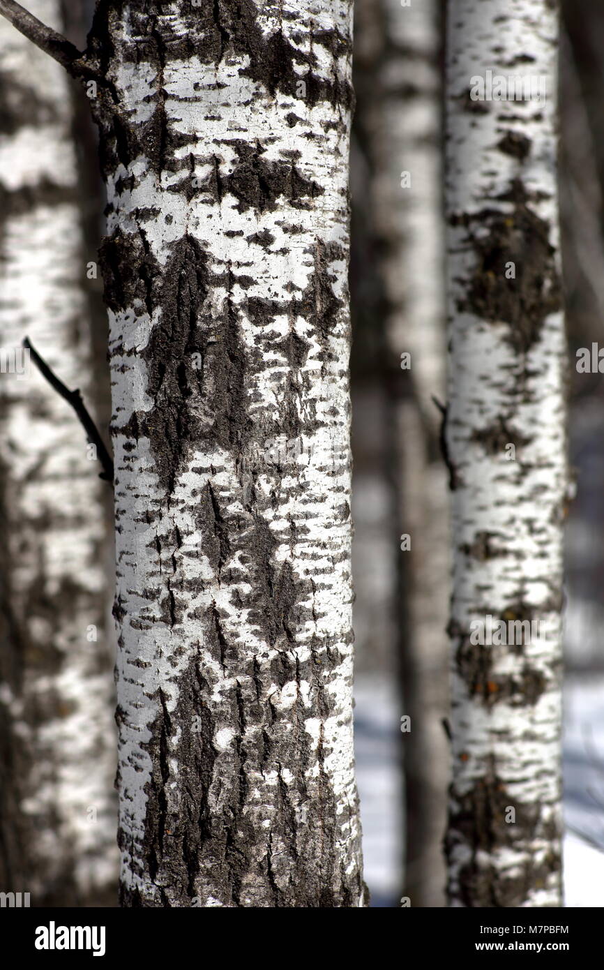 Birch tree trunks Stock Photo