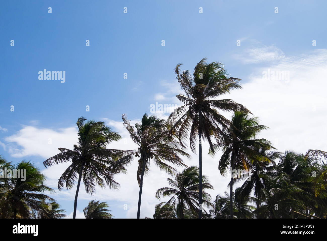 Tall Coconut Trees High Resolution Stock Photography and Images - Alamy