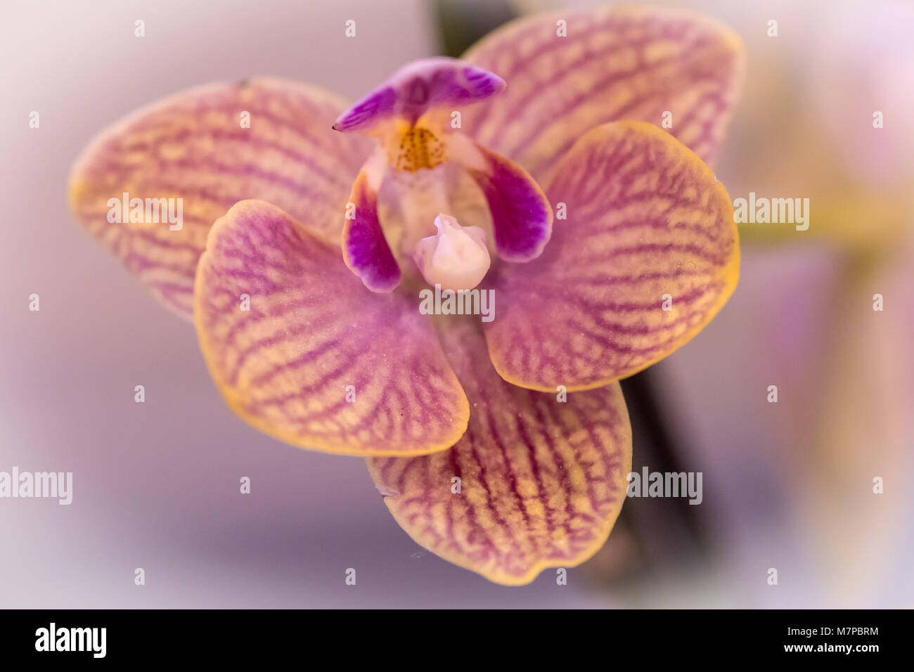 Moth orchid (Phalaenopsis) Stock Photo