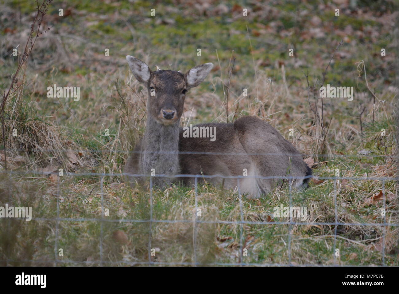 Young Sika deer Cervus nippon sitting in garden woodland behind stock cattle wire mesh fence The Doward Herefordshire UK England Stock Photo