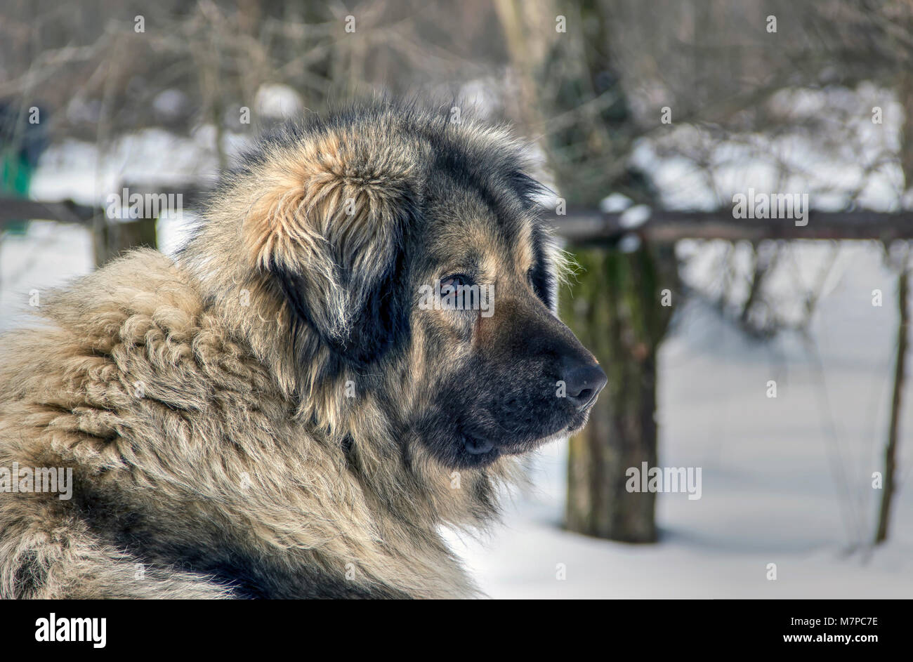 Illyrian sheepdog hires stock photography and images Alamy