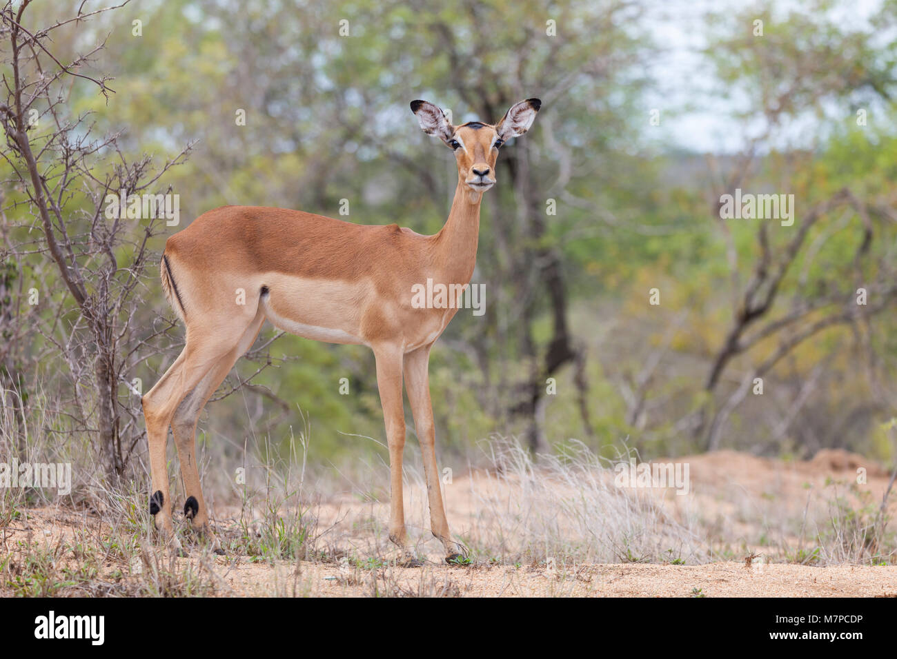 An alert female Impala, Aepyceros melampus, standing in lowveld looking at the camera in Kruger NP, South Africa Stock Photo