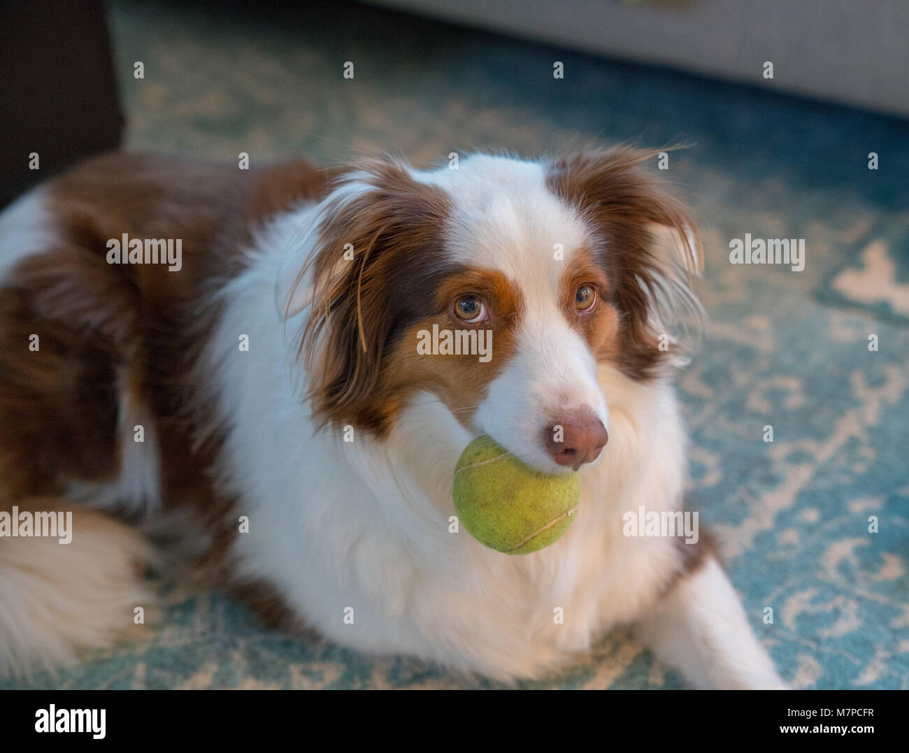 An Australian Shepherd Border Collie Mix Stock Photo