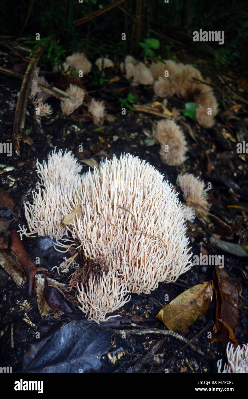 Coral fungus (Ramariopsis kunzei) fruiting on rainforest floor, Wet Tropics, Queensland, Australia Stock Photo