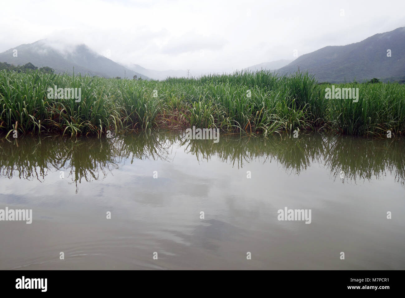 Flooded sugar cane field during the wet season, Freshwater, Cairns, Queensland, Australia. No PR Stock Photo