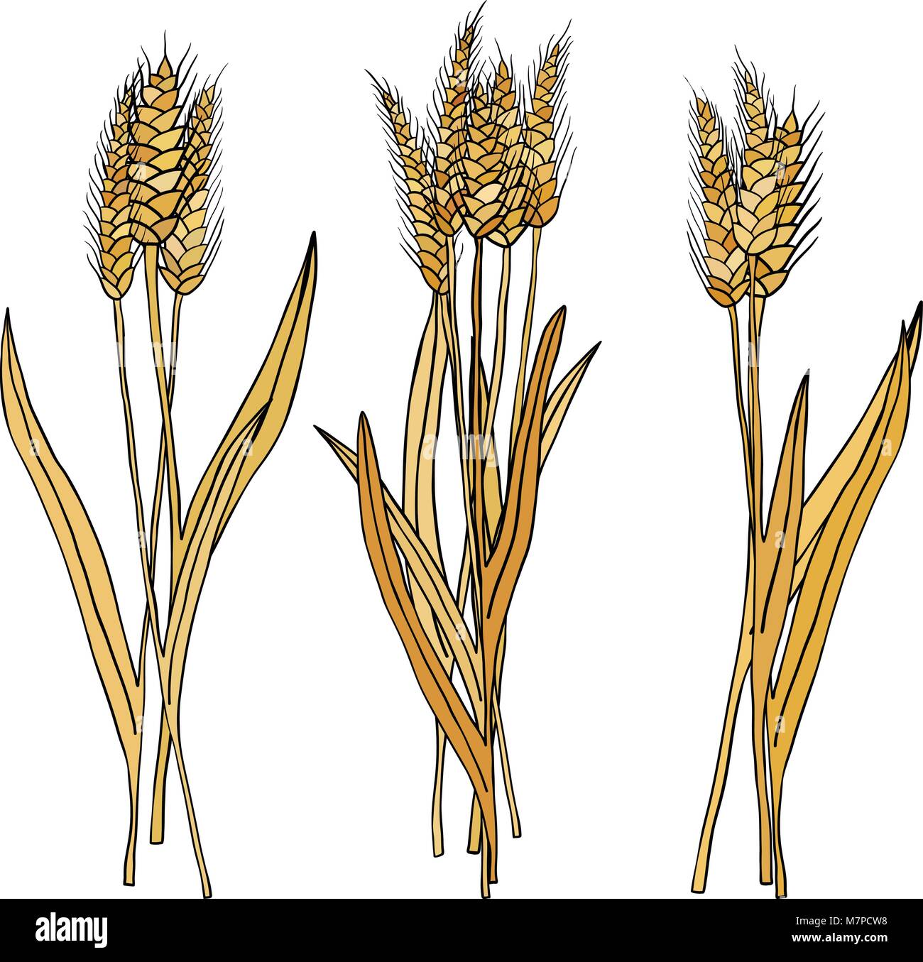 vector set of cartoon doodle wheat sheaves Stock Vector Image & Art Alamy