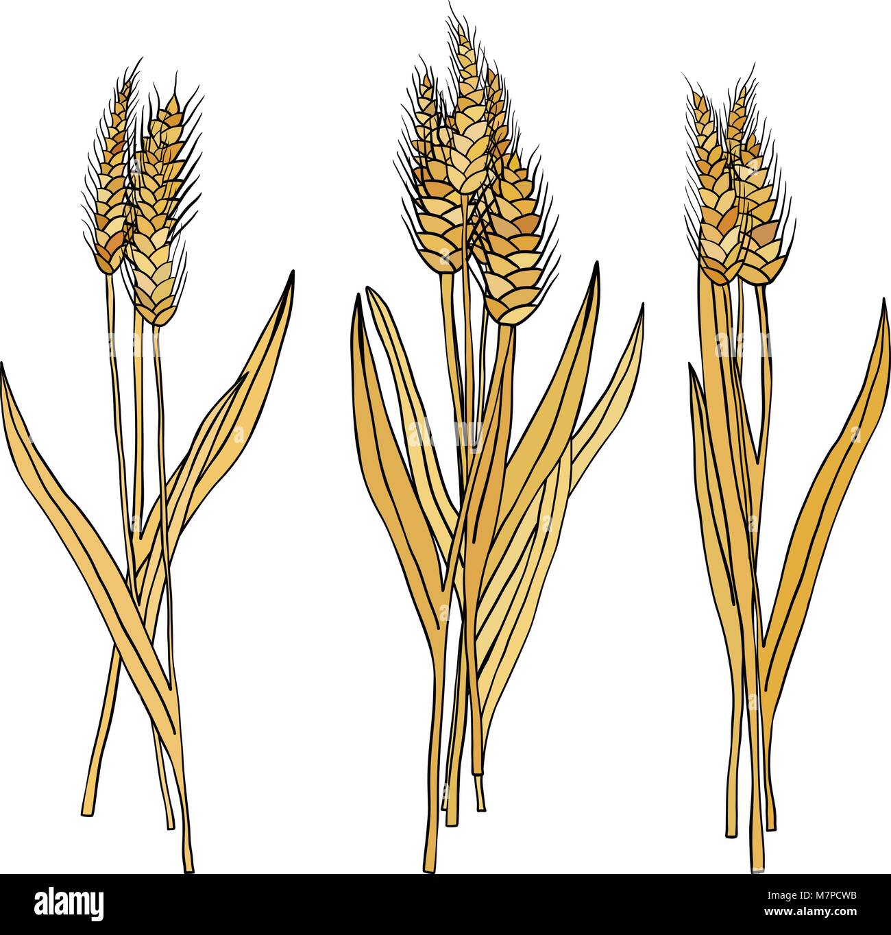 vector set of cartoon doodle wheat sheaves Stock Vector Image & Art - Alamy