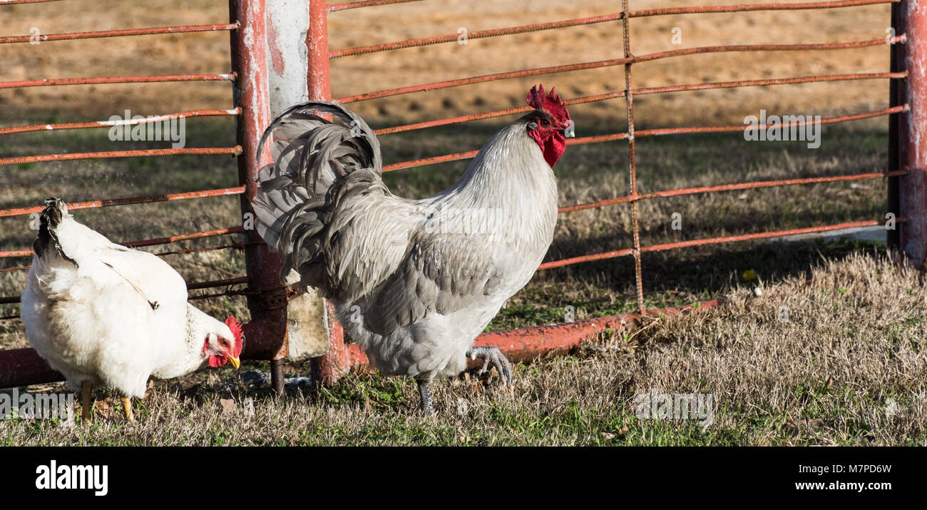 Free range Lavender rooster, white Sussex hen pecking for food (insects) in farmyard grass in early spring next to metal farm gate. Stock Photo