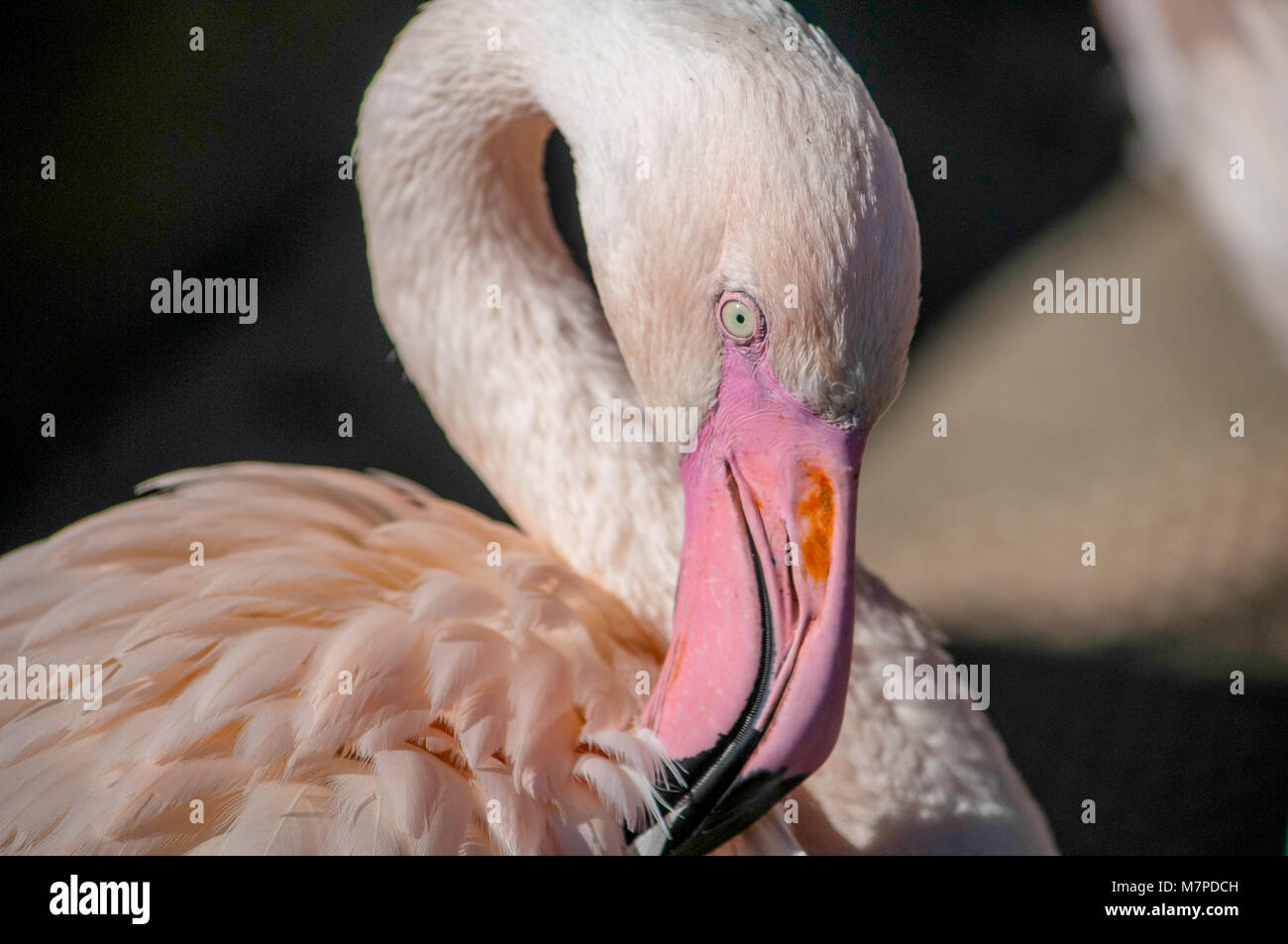 Close up of a Pink Flamingo on a black background Stock Photo