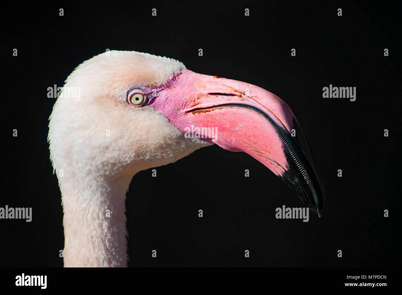 Close up of a Pink Flamingo on a black background Stock Photo