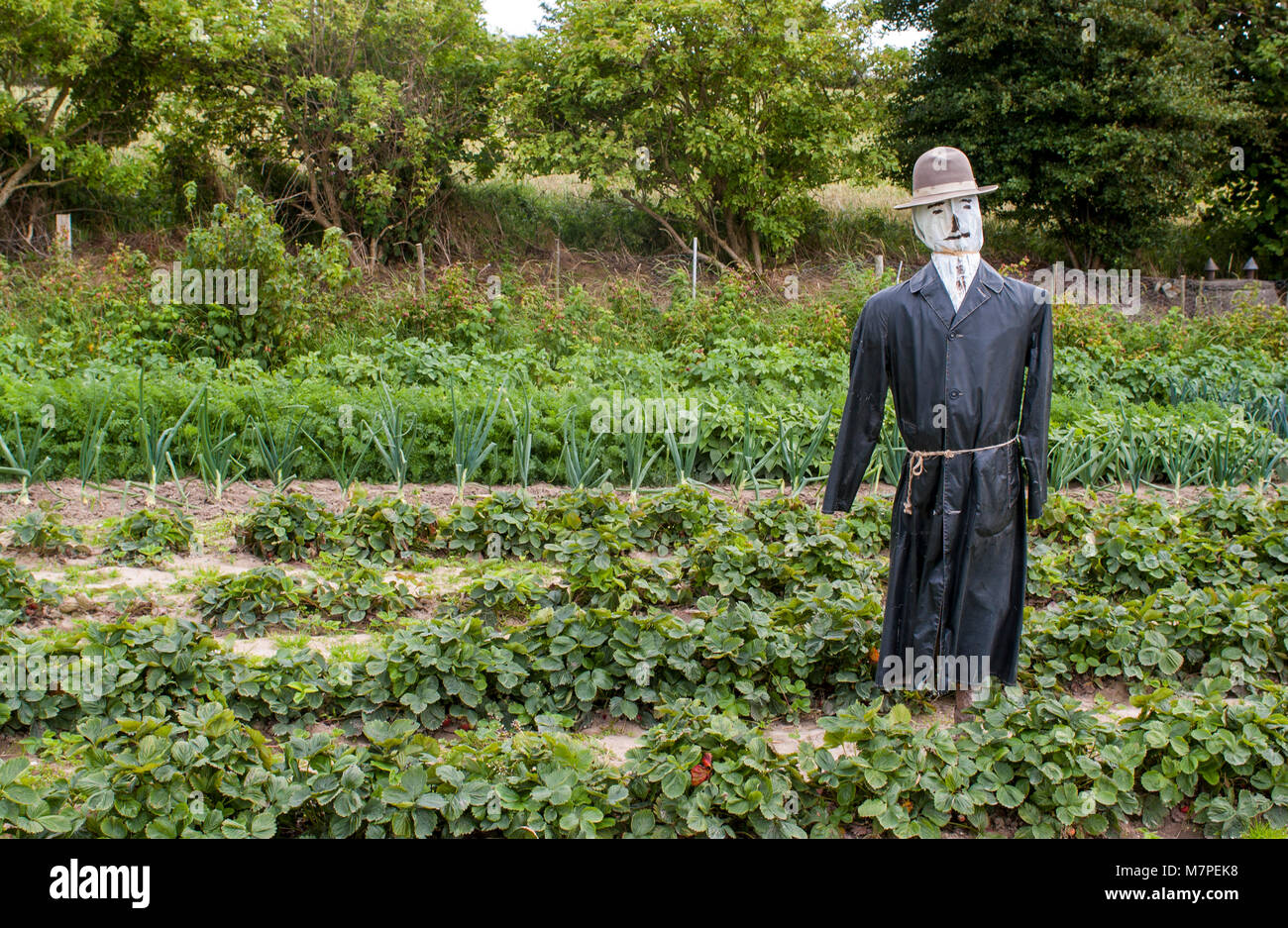 Scarecrow protects the cultivator's cultivation, Denmark. Stock Photo