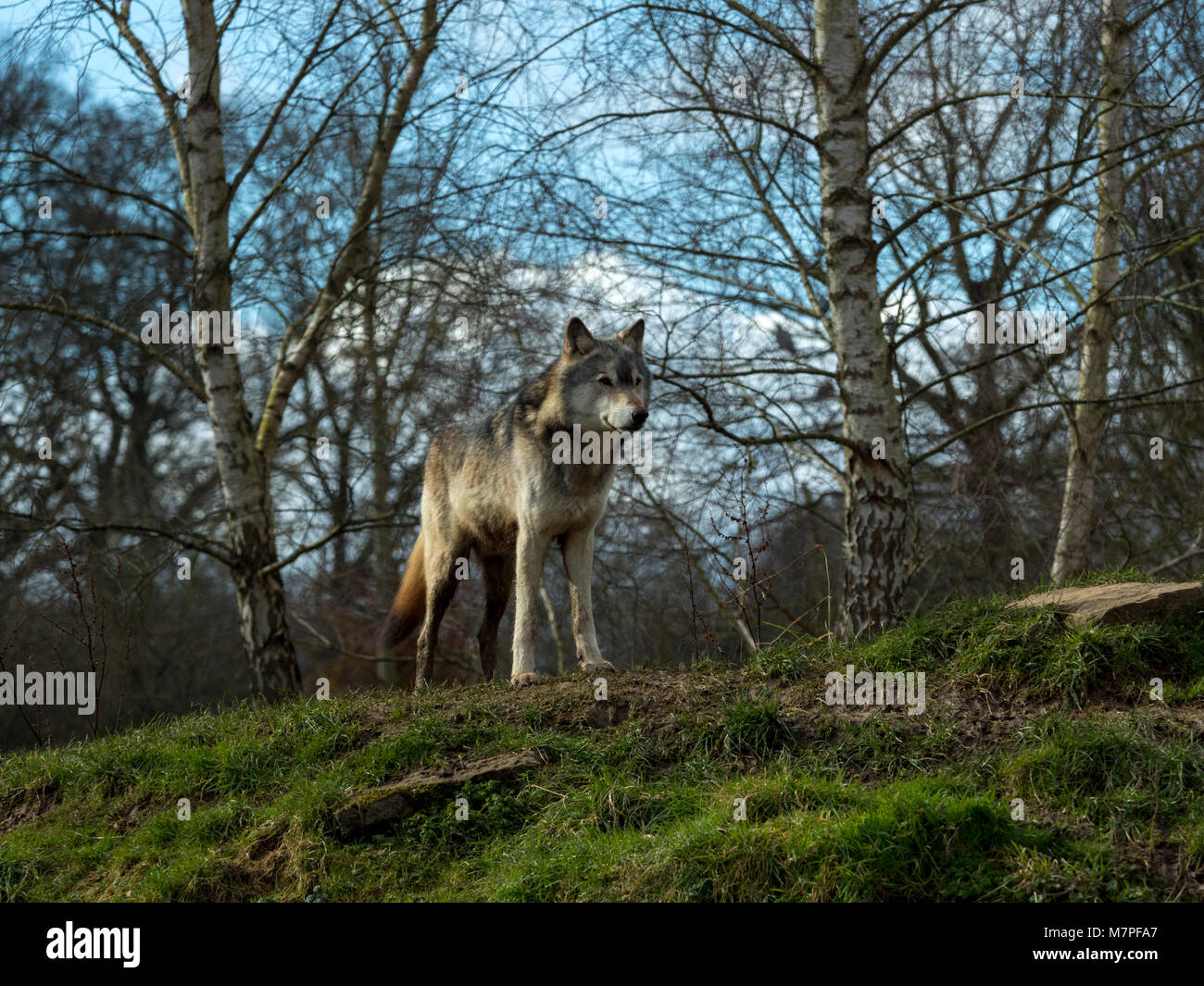 Alpha male grey (gray) wolf (Canis lupus), aka the timber wolf or ...