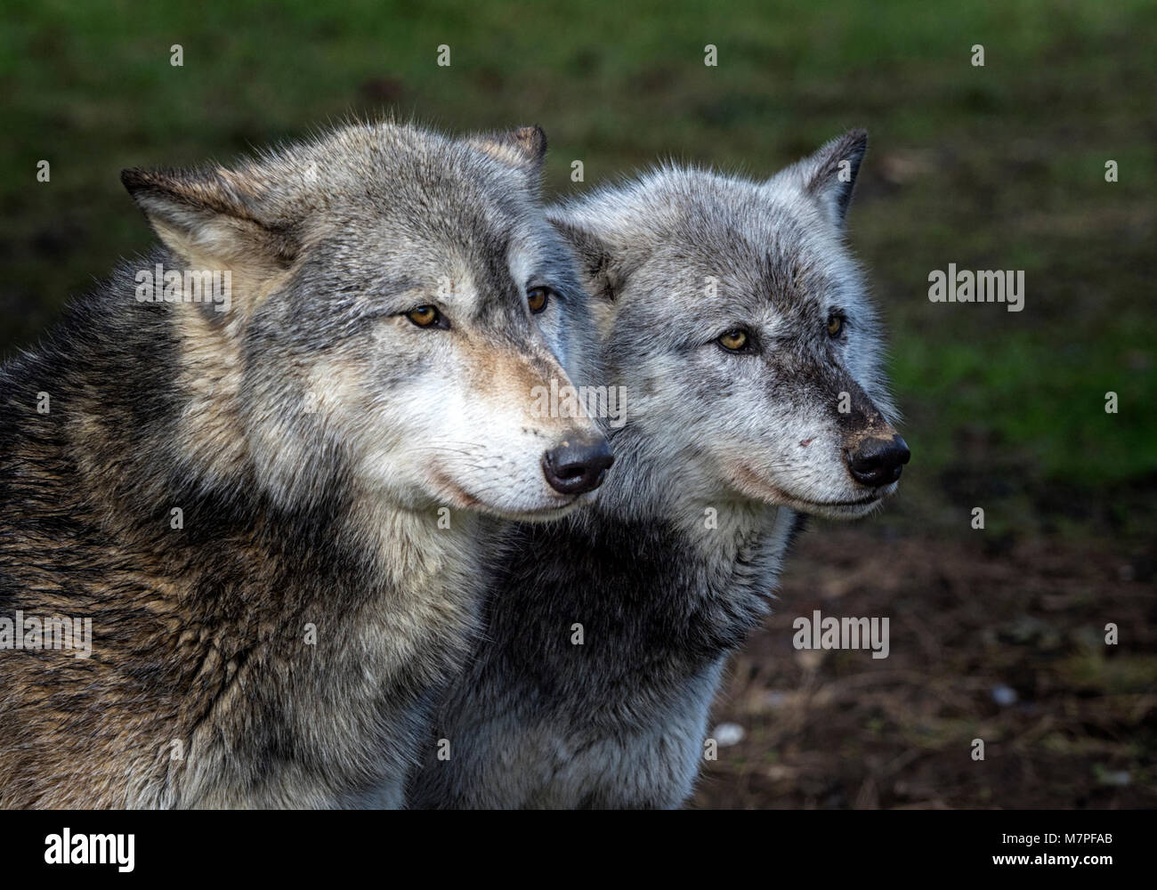 alpha gray wolf
