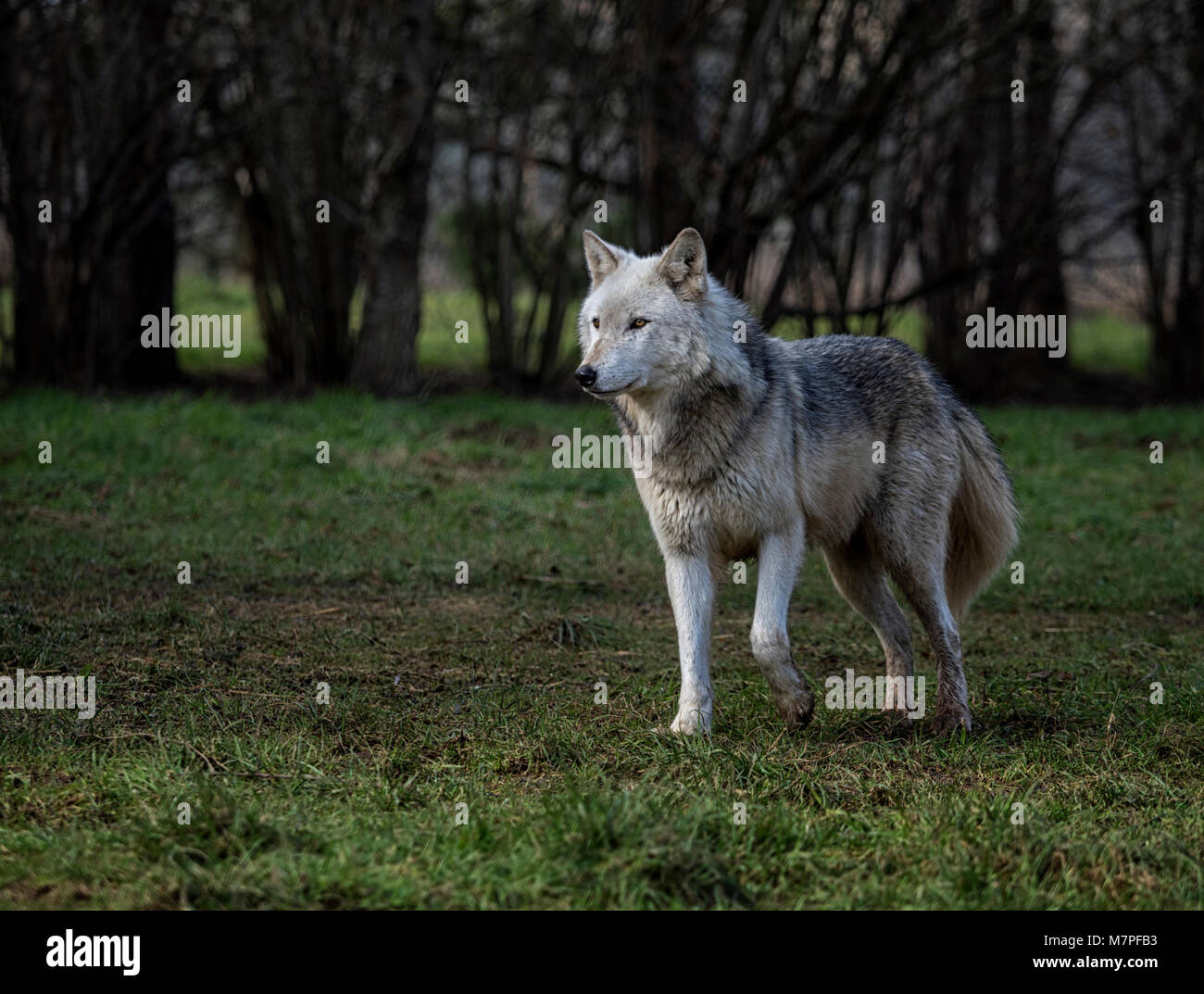 Alpha female hi-res stock photography and images - Alamy