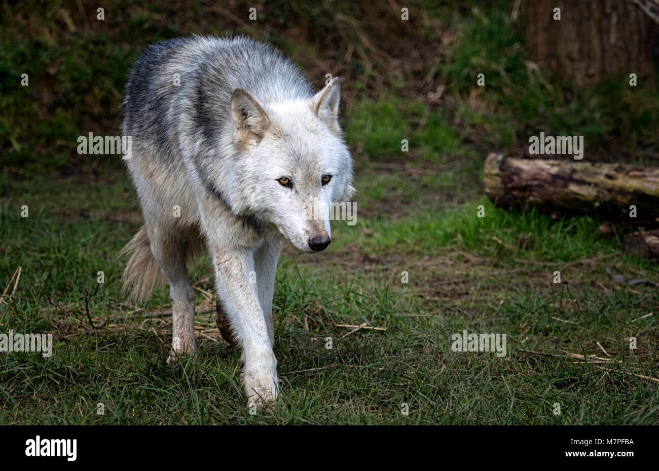 Alpha female hi-res stock photography and images - Alamy