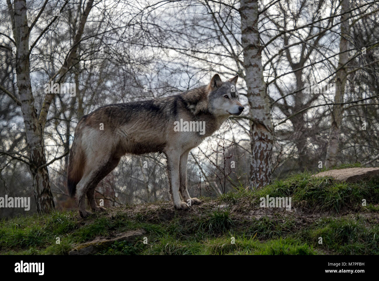 Alpha male grey (gray) wolf (Canis lupus), aka the timber wolf or ...
