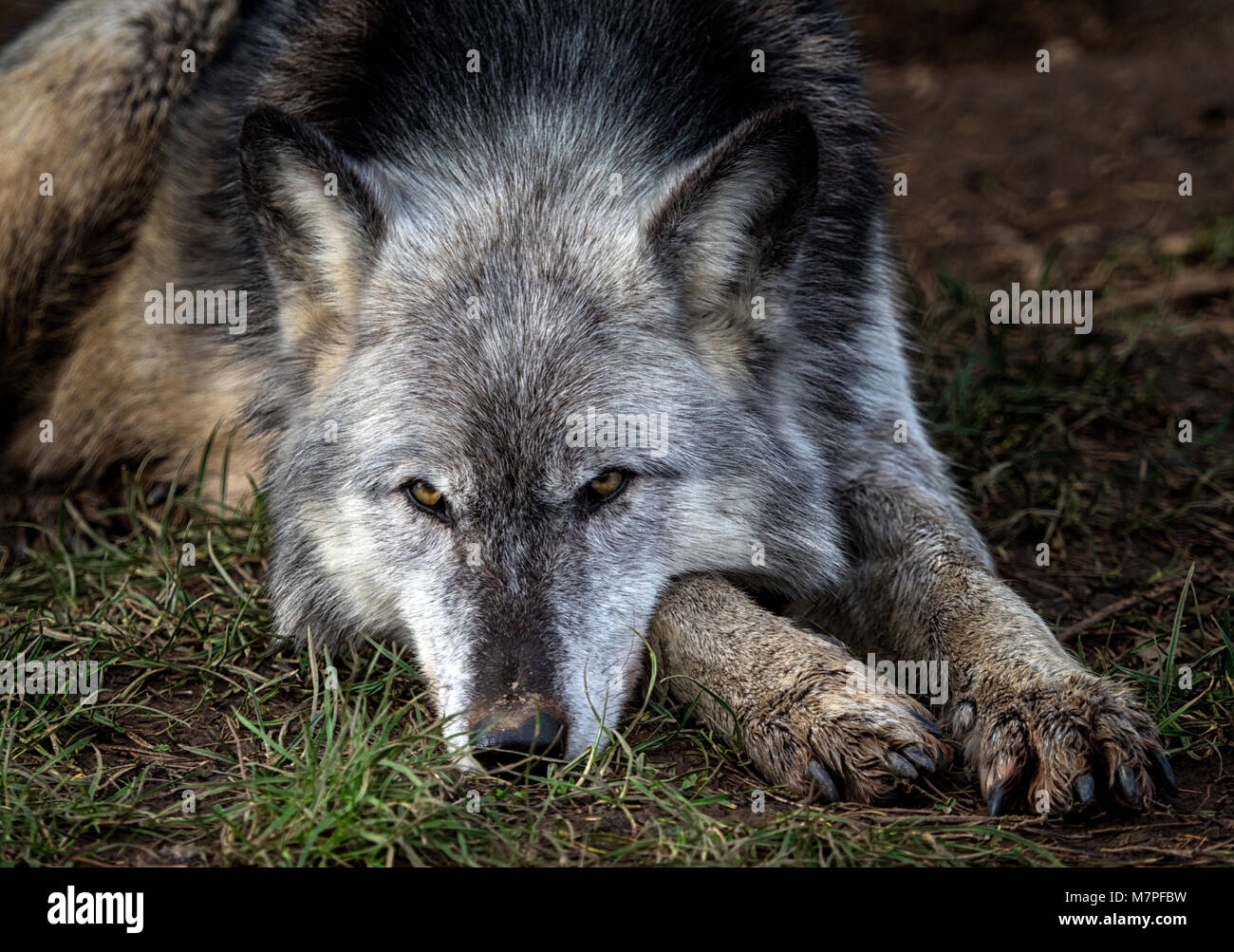 womens white wolf grey
