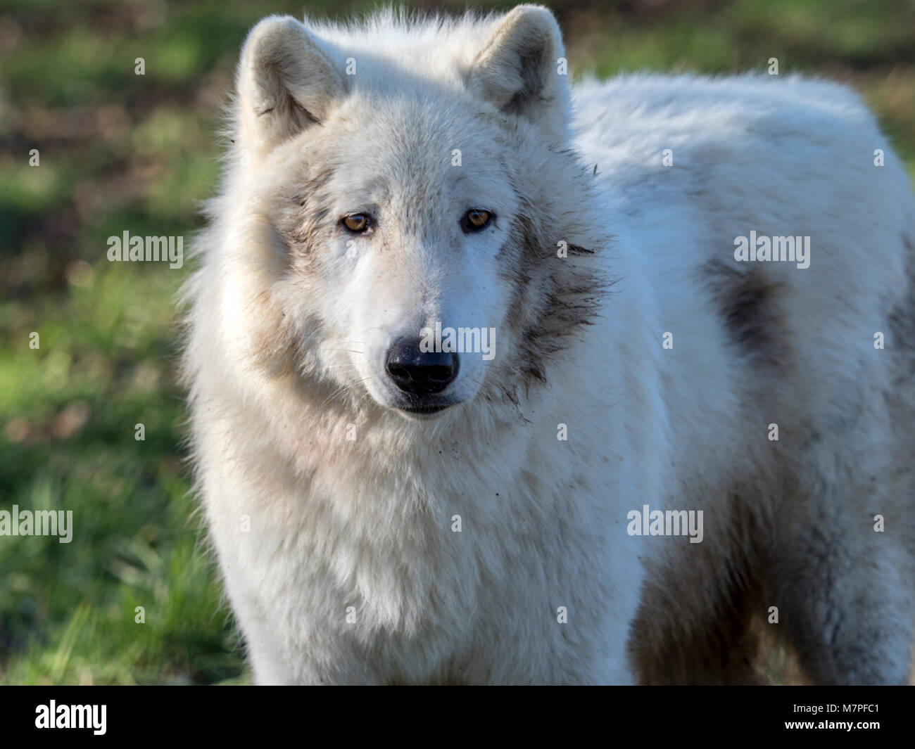 Greenland wolf hi-res stock photography and images - Alamy