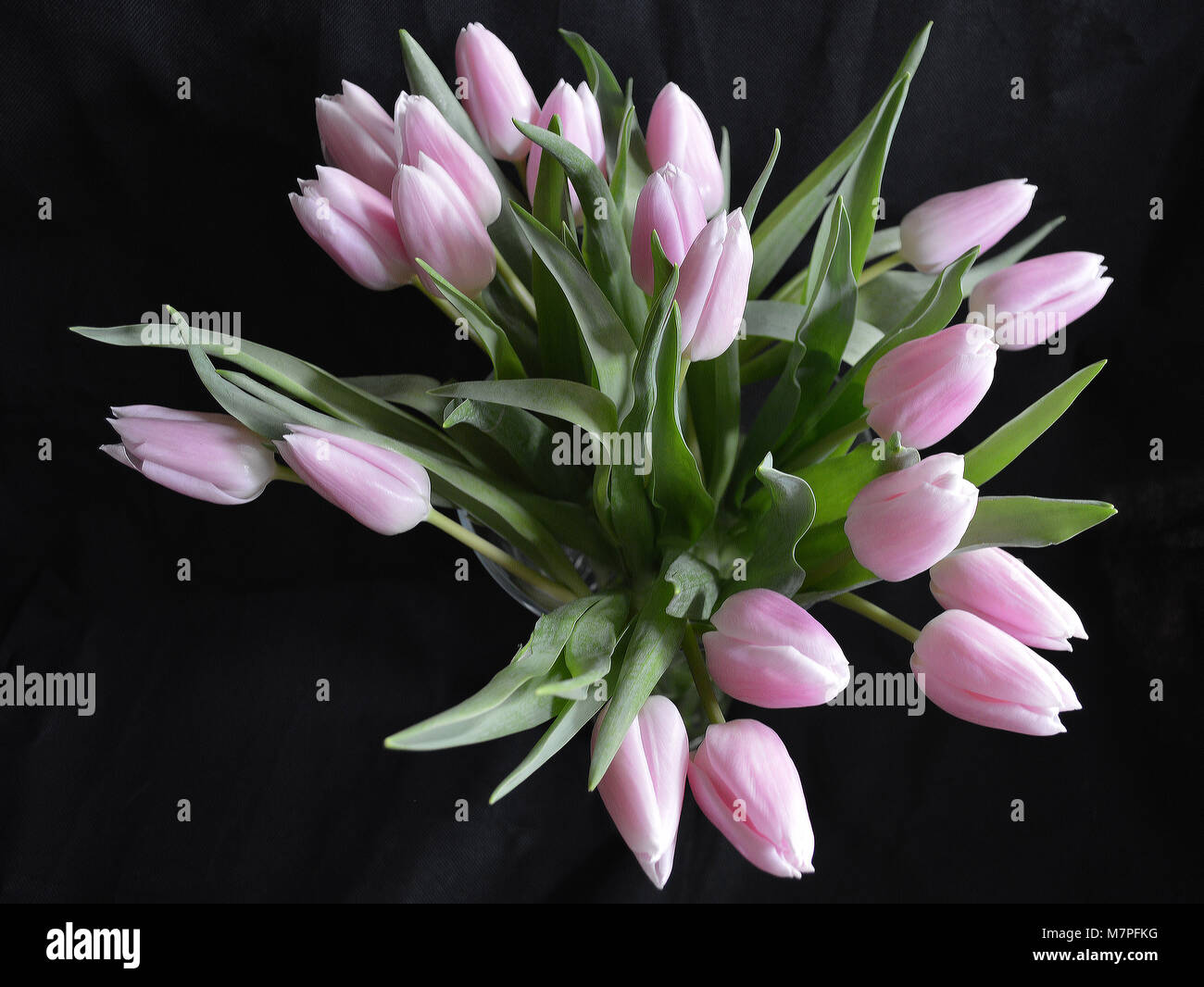 Bunch of Cut Pink Tulips in Display Stock Photo - Alamy