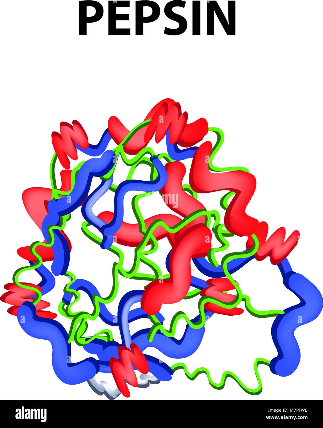 Pepsin In The Digestive System