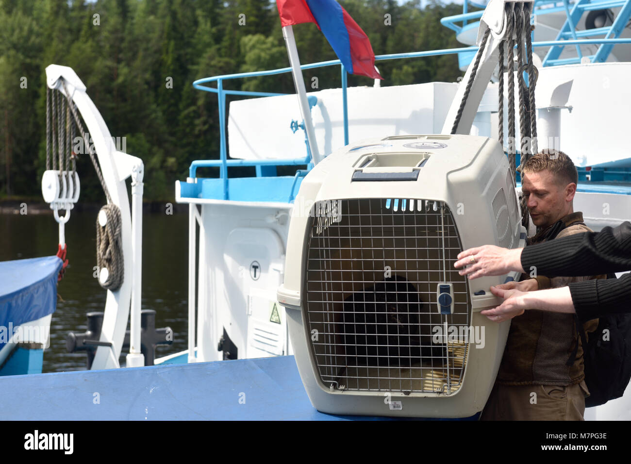 Valaam island, Russia - July 29, 2015: Vyacheslav Alekseev and others carrying the cage with Ladoga ringed seal from the ship. Animals was cured in th Stock Photo