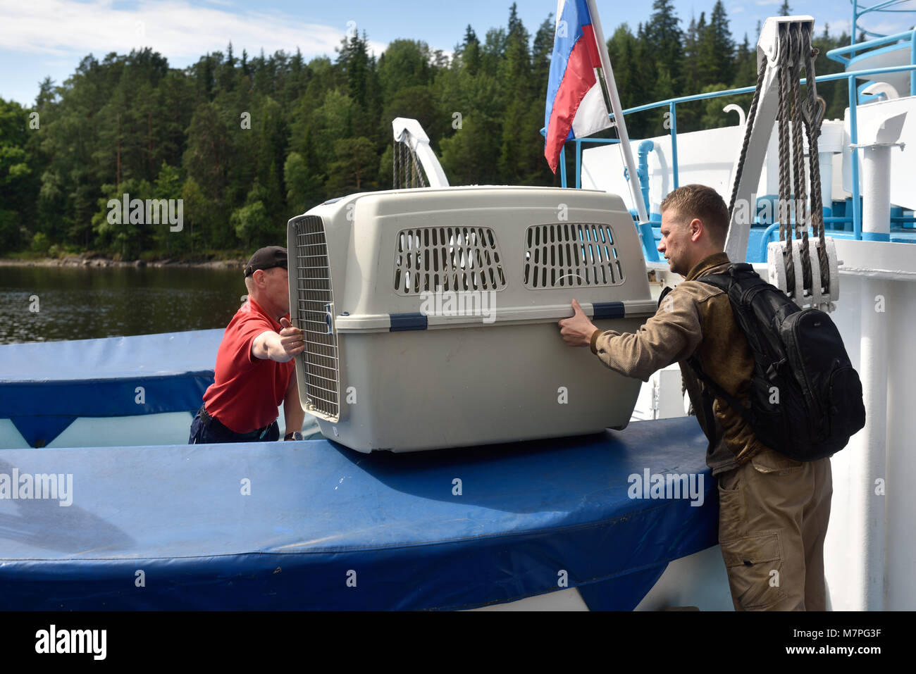 Valaam island, Russia - July 29, 2015: Vyacheslav Alekseev (right) and others carrying the cage with Ladoga ringed seal from the ship. Animals was cur Stock Photo