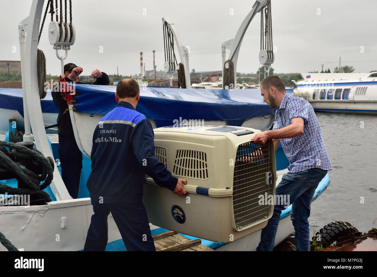Priozersk, Leningrad oblast, Russia - July 29, 2015: People carrying the cage with Ladoga ringed seal to the ship. Animals were cured in the Center of Stock Photo