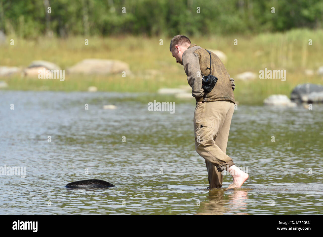Valaam island, Russia - July 29, 2015: Vyacheslav Alekseev releases the Ladoga ringed seal into the lake Ladoga. Stock Photo