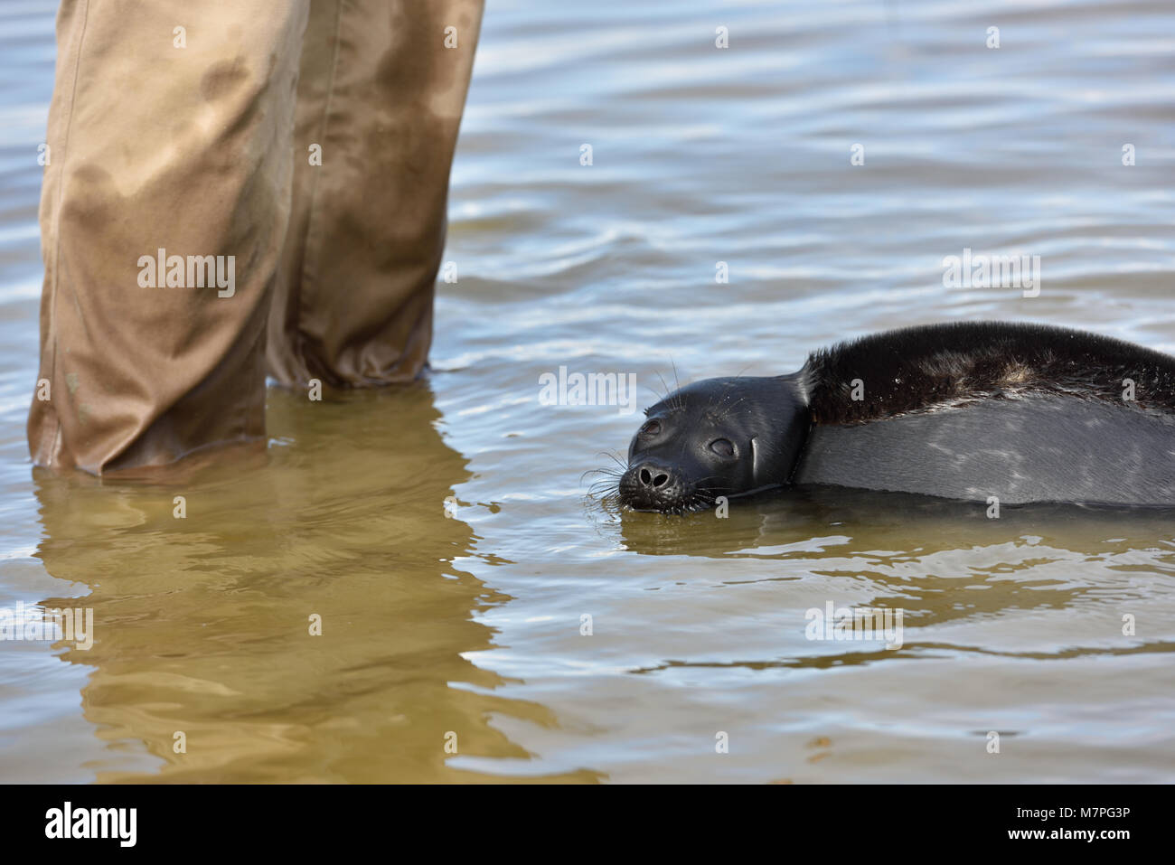 Valaam island, Russia - July 29, 2015: Vyacheslav Alekseev releases the Ladoga ringed seal into the lake Ladoga. Animal was cured in the Center of stu Stock Photo