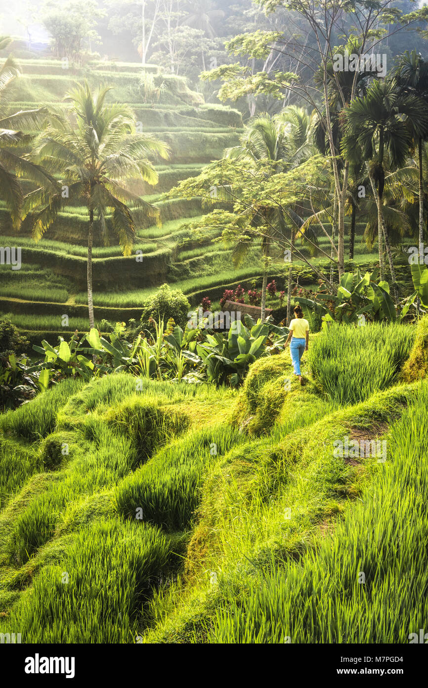 The beautiful rice terraces of Tegallalang at sunrise, Ubud in Bali Stock Photo