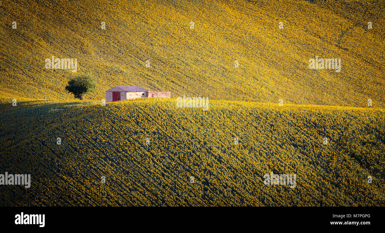 Ancient house inside sunflower field, Monte San Giusto village, Macerata district, Marches, Italy Stock Photo